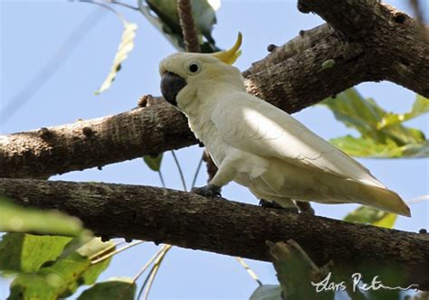 Kakatua Kecil Jambul Kuning (Cacatua sulphurea) Burung Langkah Yang ...