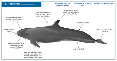 False killer whale