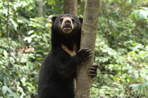 Sun Bear Facts (Helarctos malayanus)