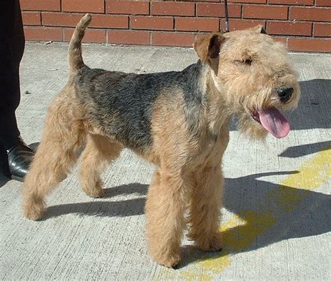 Lakeland Terrier Info, Temperament, Training, Puppies, Pictures