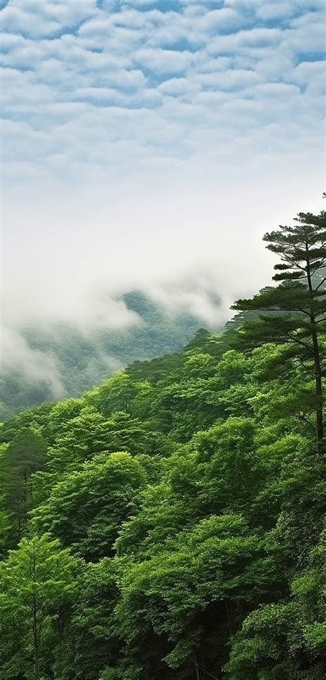 A Mountain Forest Under A Cloudy Sky With Trees And Greenery Background Wallpaper Image For Free ...