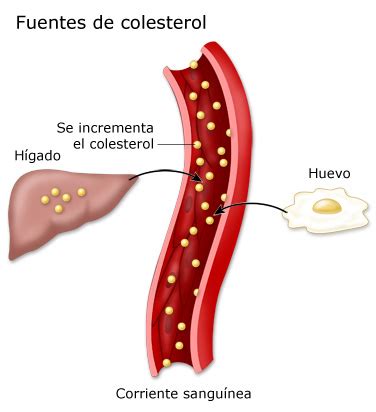 Lipides sanguins : : Diabetes Education Online | Online Stream