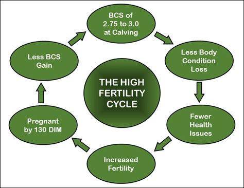 Simple management steps for a high fertility cycle in your dairy herd ...