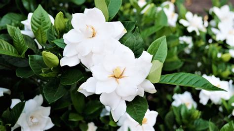 Gardenia: How to Plant, Grow, and Care for Gardenias | The Old Farmer's Almanac