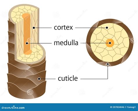 Diagram Of Hair Strand