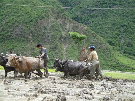 CanvasSnap: Collections of Nepalese Photography and Designs: Ploughing the Field in Nepal