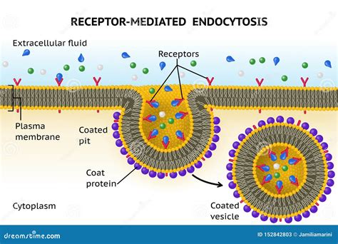 Endocytosis Receptor-mediado Stock de ilustración - Ilustración de ...