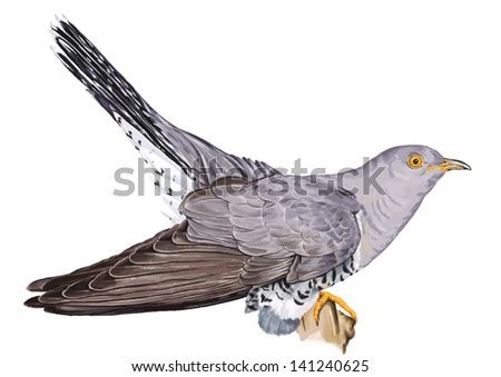 Color, Vector Drawing Of Wild Common Bird Species, Cuculus Canorus, Common Cuckoo, Cuckoo Order ...