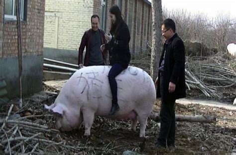 Gigantic 1,653-Pound Pig Wins ‘King of Pigs’ Title in China