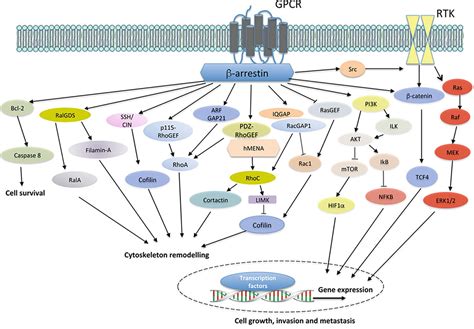 Frontiers | New Routes in GPCR/β-Arrestin-Driven Signaling in Cancer Progression and Metastasis