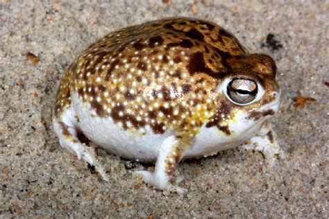 Desert Rain Frog Facts and Pictures