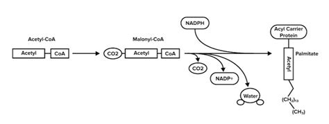 Lipid and Amino Acid Metabolism for the MCAT: Everything You Need to Know — Shemmassian Academic ...