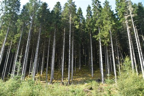 A stand of pines © N Chadwick cc-by-sa/2.0 :: Geograph Britain and Ireland