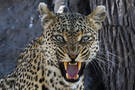 Snarling Leopard Stock