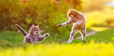 Cat Jumping High Stock Photos, Pictures & Royalty-Free Images - iStock