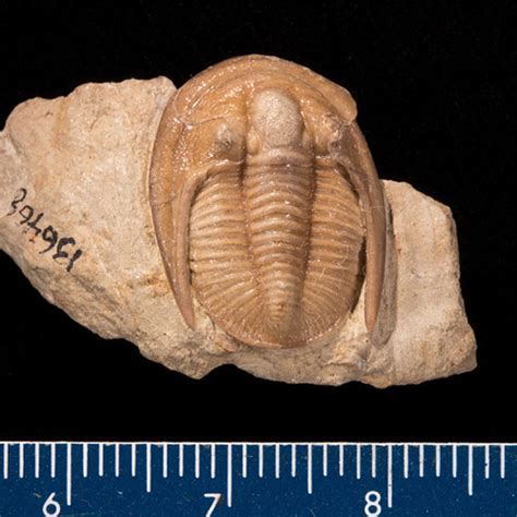 The Earliest Animals: What Fossils Tell Us - Smithsonian Associates