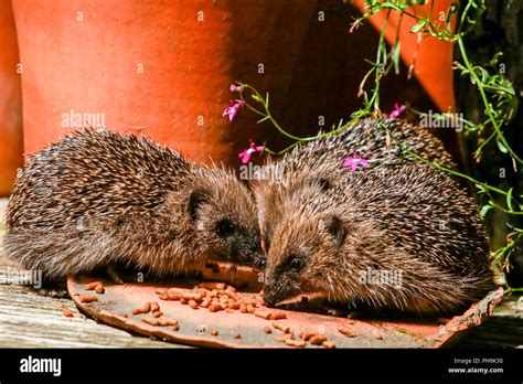 Hedgehog eating hi-res stock photography and images - Alamy