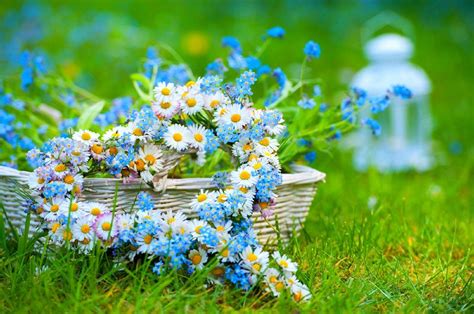 Summer Flower Wallpapers - Top Free Summer Flower Backgrounds - WallpaperAccess