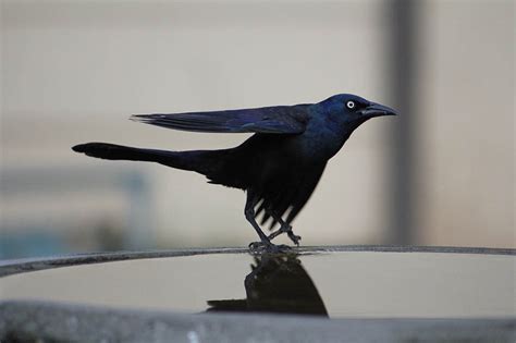 Common Grackle: Field Guide, Pictures, Habitat & Info - Optics Mag