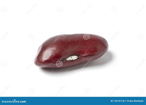 Kidney Bean Royalty-Free Stock Photography | CartoonDealer.com #42298637