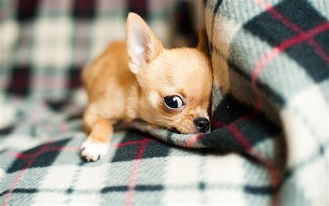 Cute Chihuahua Wallpapers - Wallpaper Cave