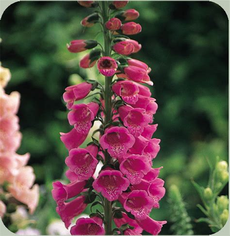 List Of Annual Biennial And Perennial Plants