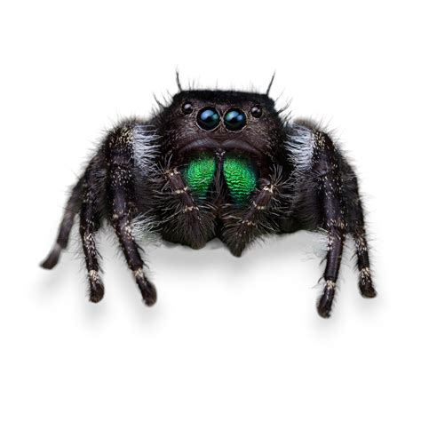 Bold Jumping Spider | Phidippus adax - 40% OFF