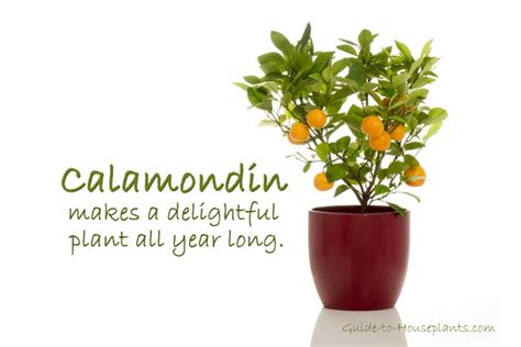 Calamondin Recipes Uk | Dandk Organizer