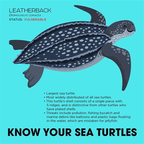 Know Your Leatherback Sea Turtle | Sea turtle, Leatherback, Sea turtle drawing