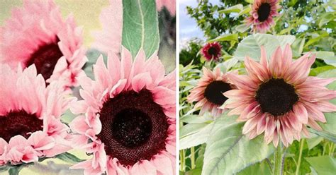 You Can Plant Midnight Oil Pink Sunflowers | Home Design, Garden ...