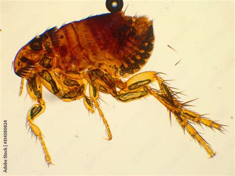 Adult cat flea under microscope (40x magnification) Stock Photo | Adobe ...