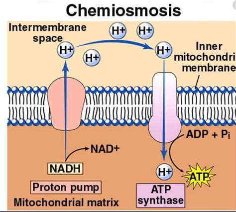 Chemiosmosis