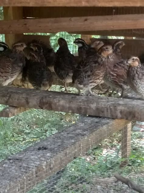50 NORTHERN BOBWHITE quail hatching eggs $23.00 - PicClick