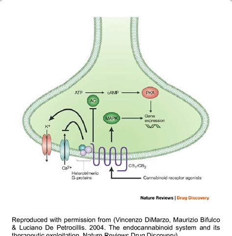 Major signalling pathways associated with cannabinoid receptor ...