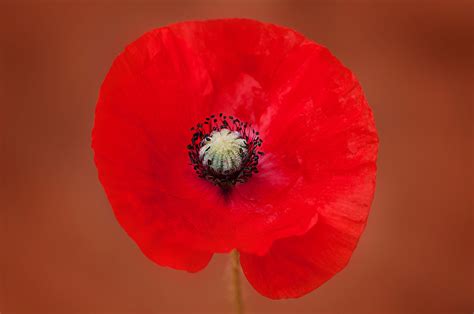 Free Images : blossom, petal, bloom, flora, close up, red flower, coquelicot, macro photography ...