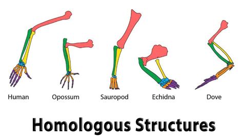 Homologous Structures - Wise Ways to Study