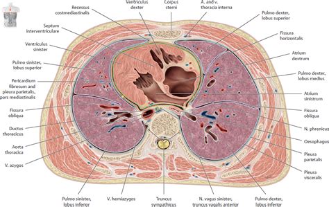 Trabeculae Carneae Histology