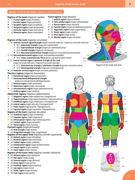 head regions anatomy