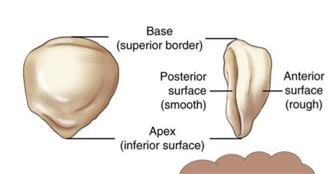Patella Flashcards | Quizlet