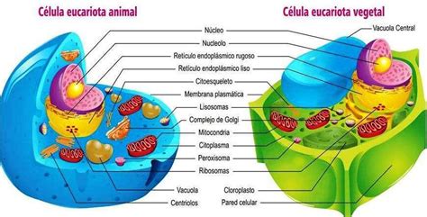 semejanzas y diferencias de los tejidos animales y los tejidos vegetales hacer en un cuadro ...