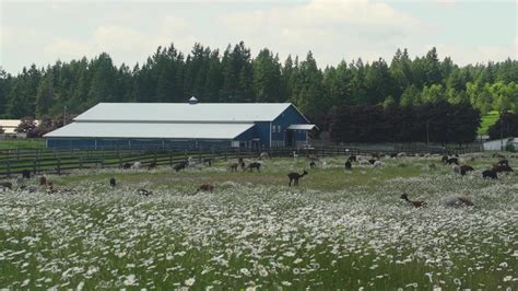 Tenino Equine Center | Tenino Washington | Fay Ranches