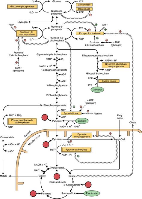 Gluconeogenesis Metabolic Pathway