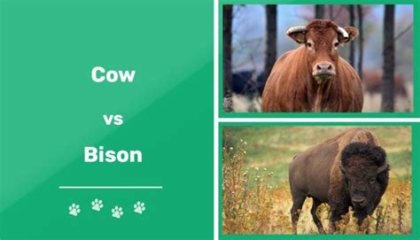 Cow vs. Bison: The Key Differences (With Pictures) | Pet Keen