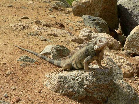Aruba Iguana | An iguana on a rocky shore in downtown Oranje… | Flickr