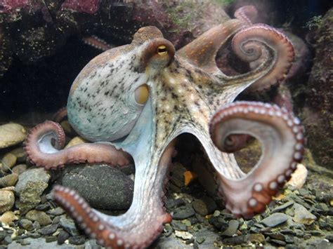 Why Octopuses Could Never Disappoint : 13.7: Cosmos And Culture : NPR