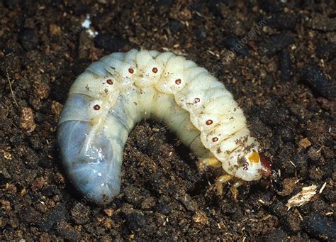 Rhinoceros beetle Larva - Stock Image - Z330/0696 - Science Photo Library