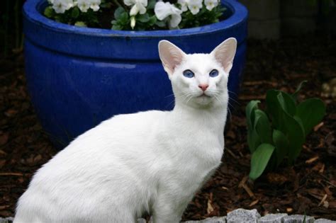 22 White Cat Breeds: Complete List with Info & Pictures | Pet Keen