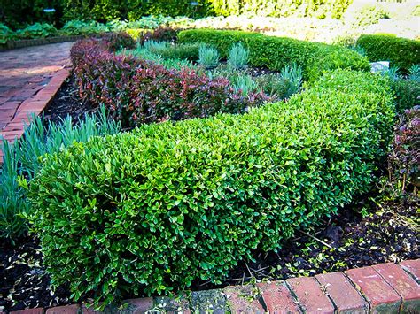 Wintergreen Boxwood For Sale | The Tree Center