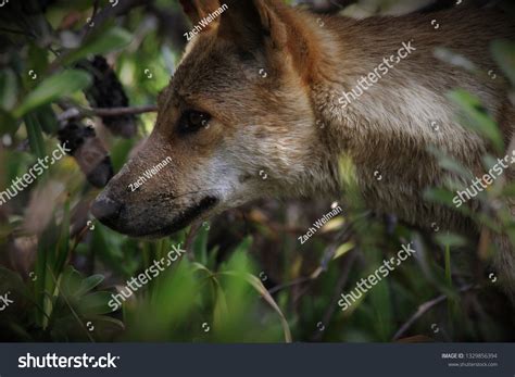 Dingo Hunting Fraser Island Queensland Australia Stock Photo 1329856394 ...