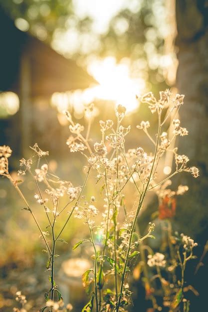 Premium Photo | Grass flower with sunset background.